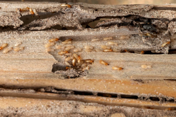 Best Wasp Removal Services  in Belmar, NJ
